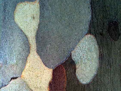 Plants: image 22 0f 40 thumb