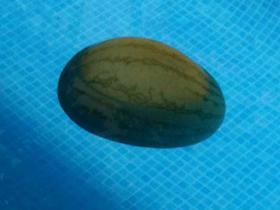 Plants: image 30 0f 40 thumb