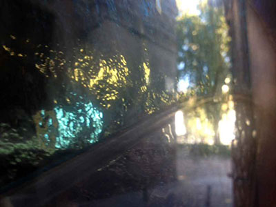 Plants: image 31 0f 40 thumb