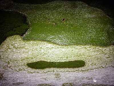 Plants: 